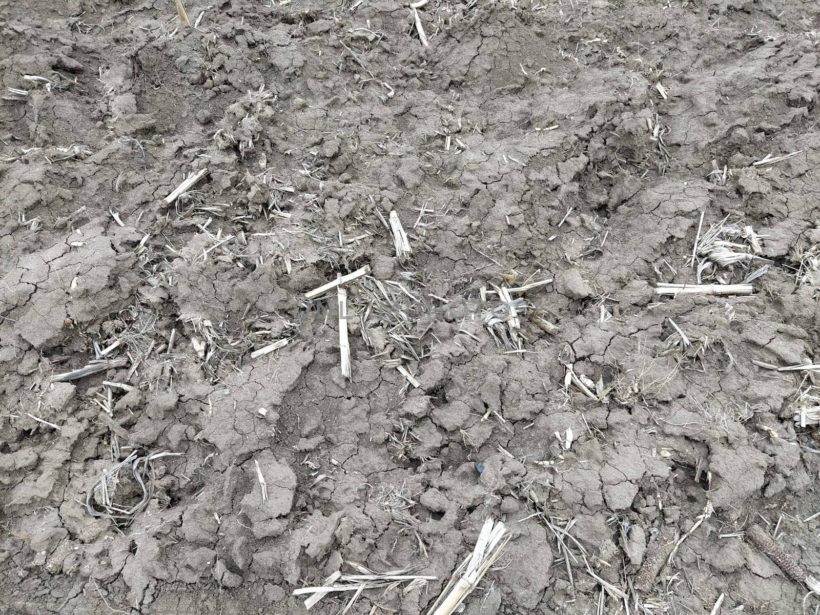 Oilcake remaining after harvesting corn on the ground. Clay, furrows, hay on the field. Wet, fertile land. Clay soil. Preparing the land for planting. Agricultural and natural theme