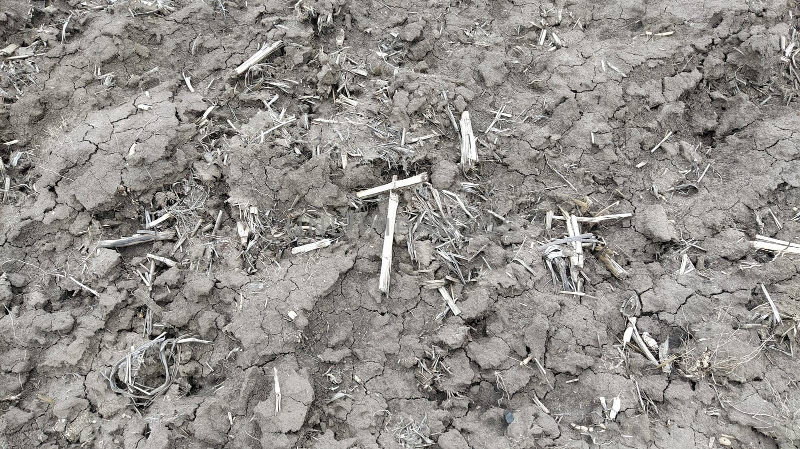 Oilcake remaining after harvesting corn on the ground. Clay, furrows, hay on the field. Wet, fertile land. Clay soil. Preparing the land for planting. Agricultural and natural theme