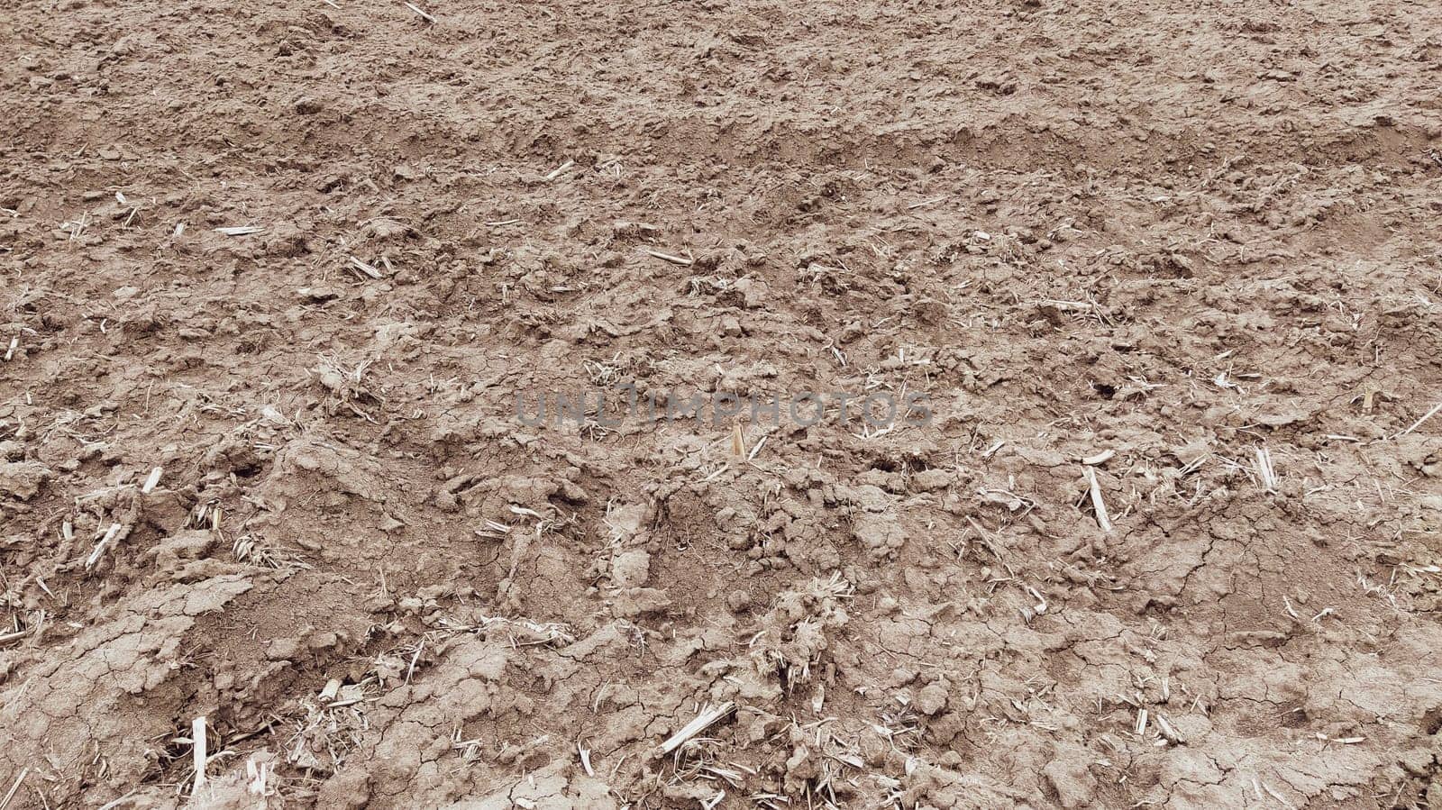 Oilcake remaining after harvesting corn on the ground. Clay, furrows, hay on the field. Wet, fertile land. Clay soil. Preparing the land for planting. Agricultural and natural theme