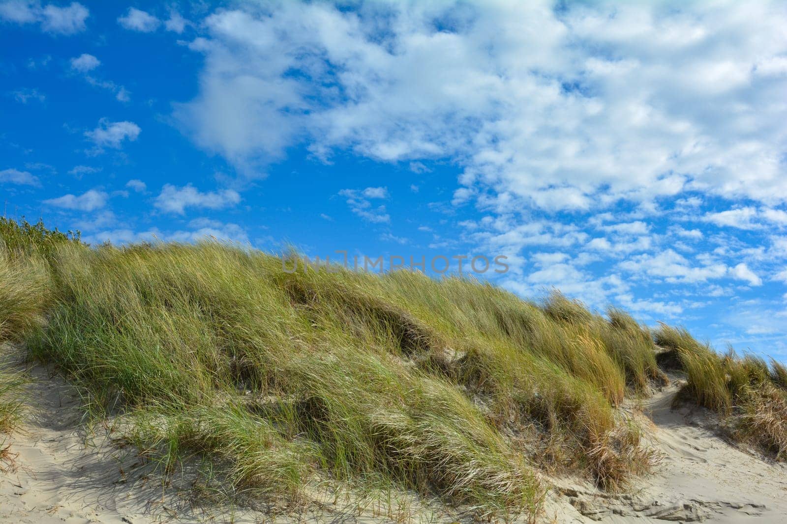 Beach oat in the sandy dunes on the North Sea coast in the Netherlands on Zeeland on the island Schouwen-Duiveland