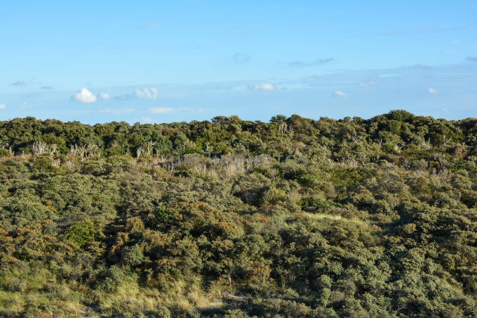 Landscape behind the sand dunes on the North Sea coast in the Netherlands on the island of Schouwen-Duiveland