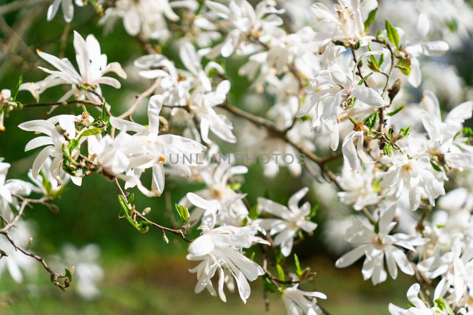 Magnolia stellata, sometimes called the star magnolia, is a slow-growing shrub or small tree native to Japan. It bears large, showy white or pink flowers in early spring, before its leaves open. Magnolia stellata Siebold and Zucc. Maxim.
