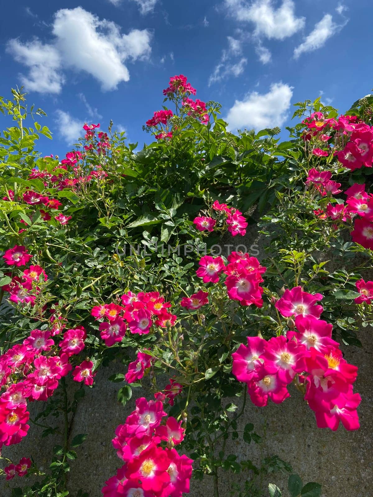 Roses climb along the wall