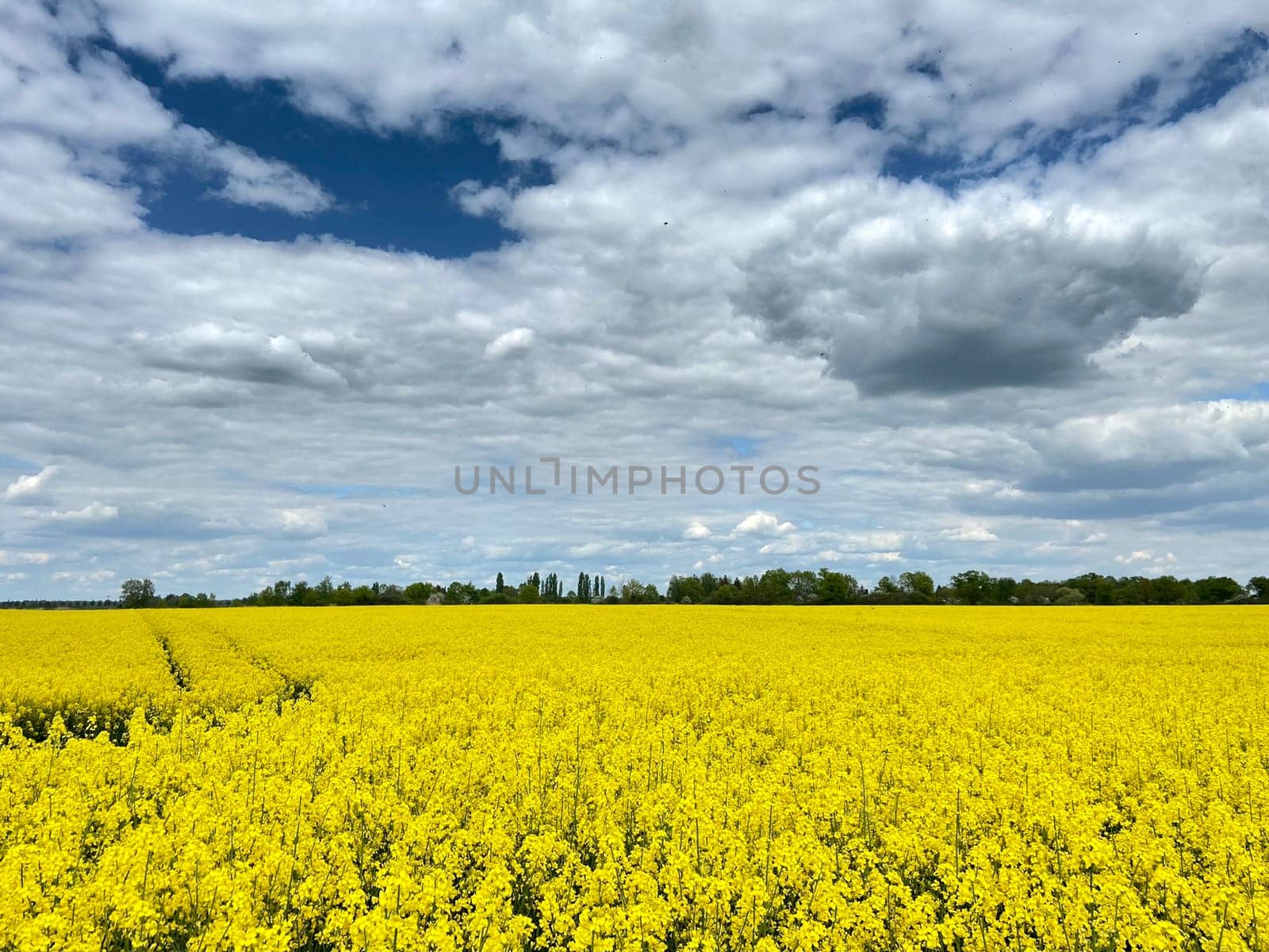 View over the rape field