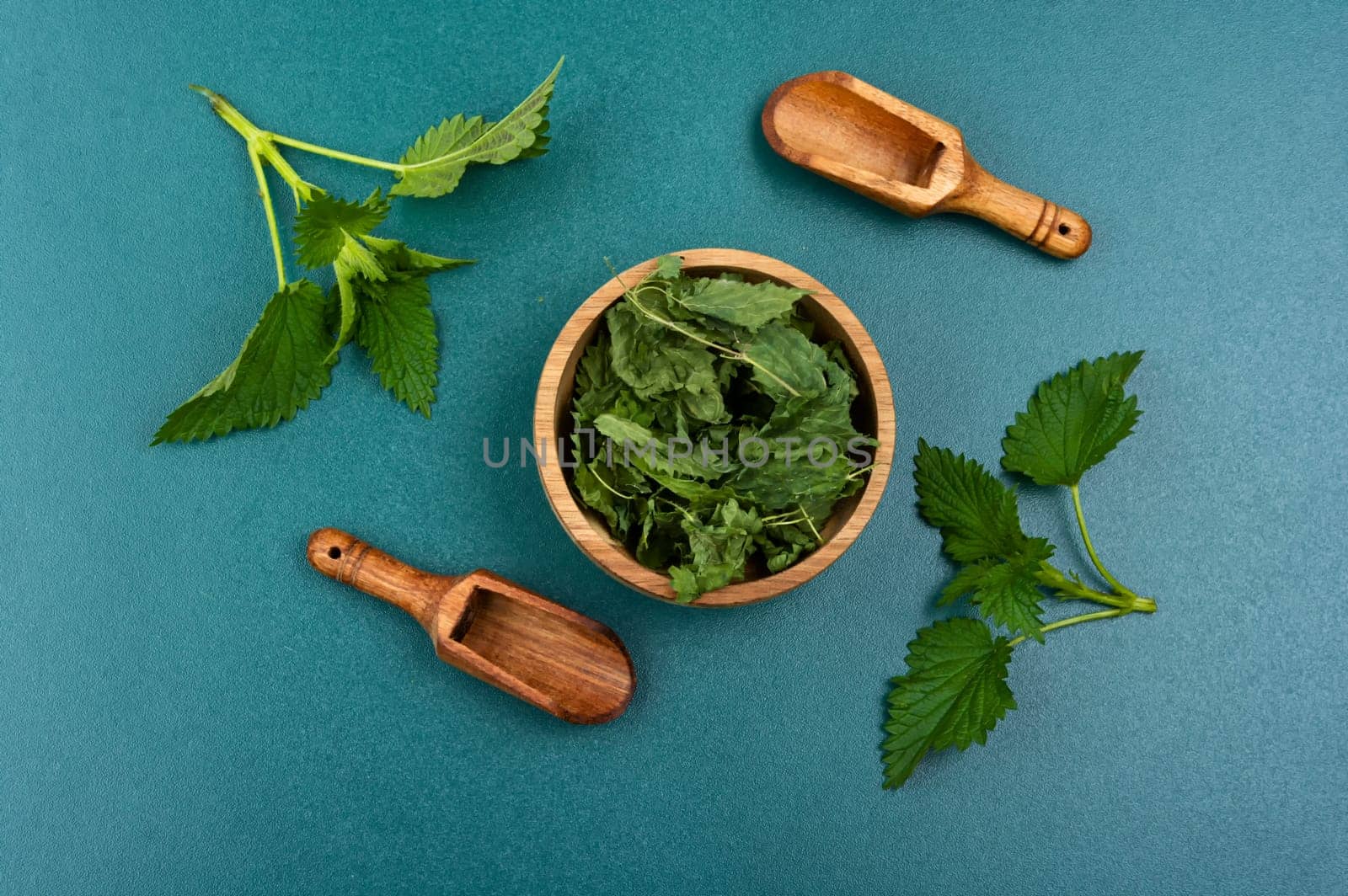 Fresh and dried nettle leaves on the table. Medicinal plant, top view. Copy space.