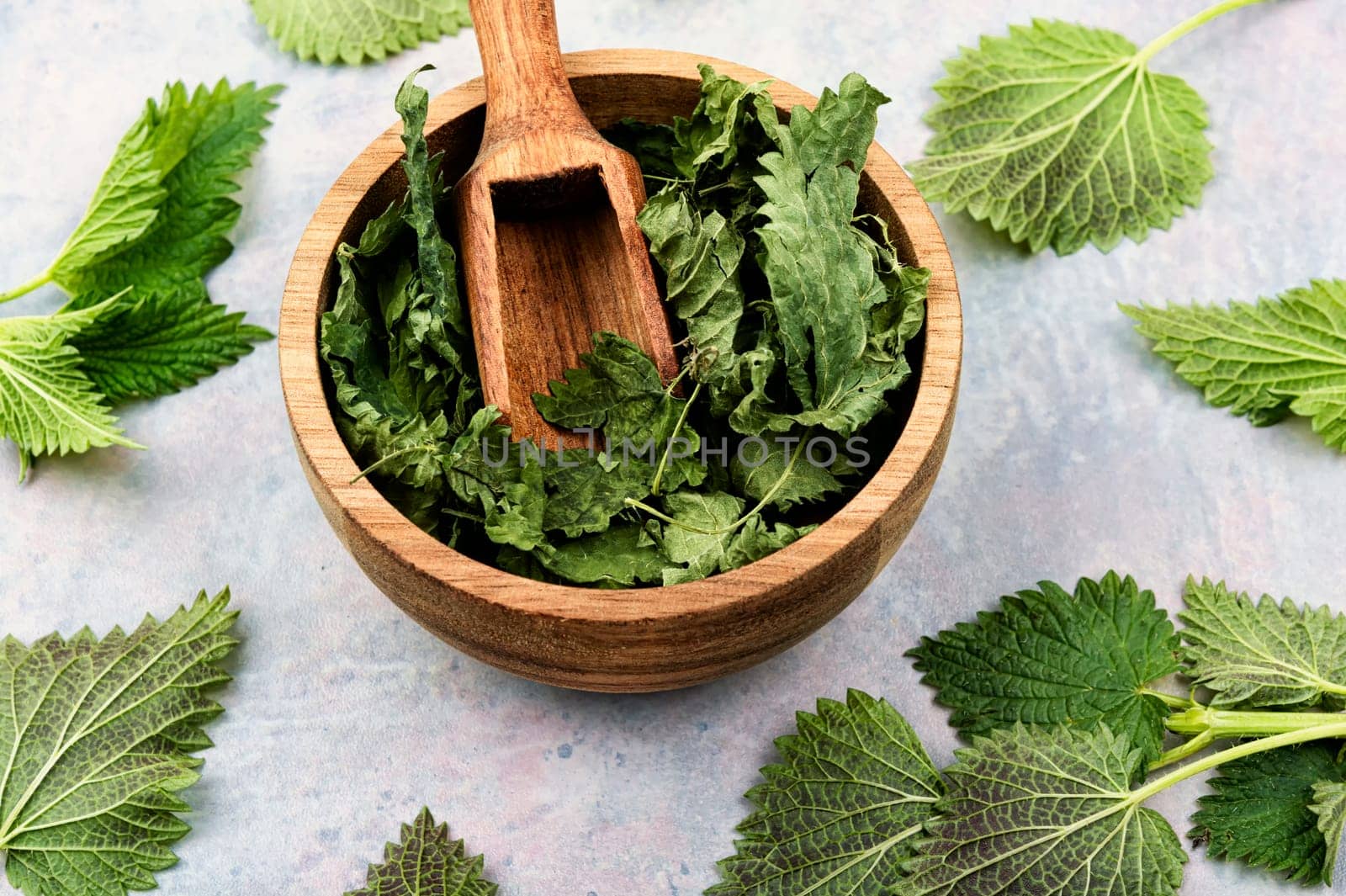 Fresh and dried nettle leaves on the table. Medicinal plant, top view. Copy space.