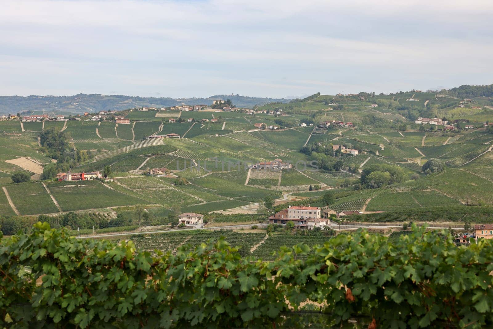 Langhe vineyards near Barolo and La Morra, Unesco Site, Piedmont, Italy