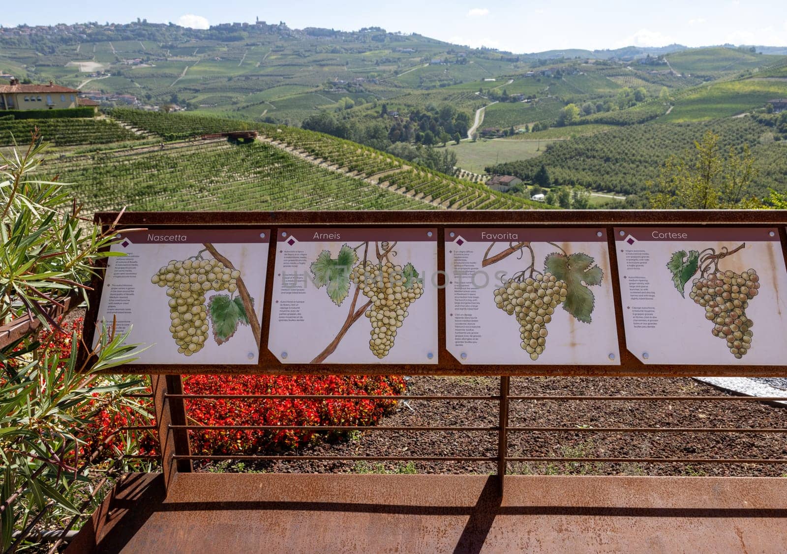 Grinzane Cavour, Italy - Sept 9, 2022: Educational boards in the garden of the Grinzane Cavour castle informing about grape varieties in the Langhe region and how they are grown