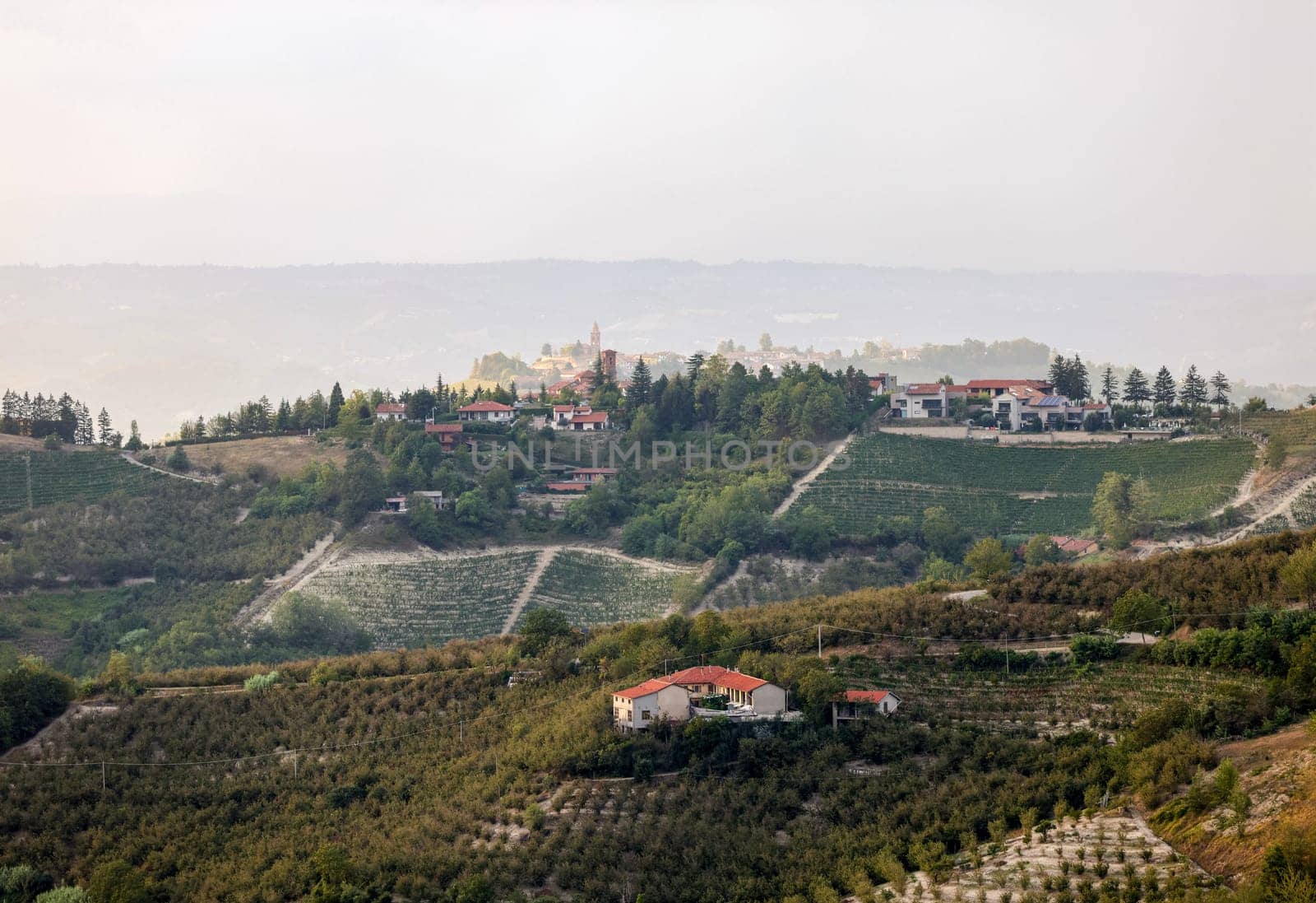 Groves of hazelnuts in the area of Albaretto della Torre in Piedmont, Italy