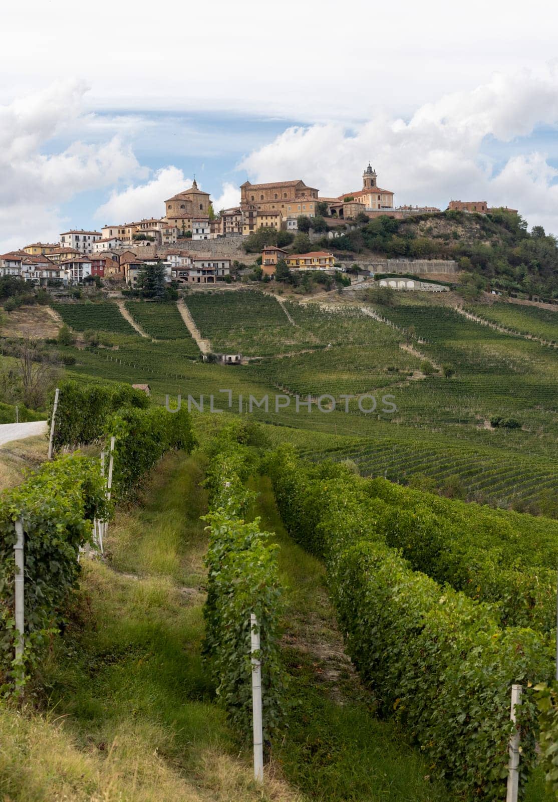 Langhe vineyards near La Morra, Unesco Site, Piedmont, Italy