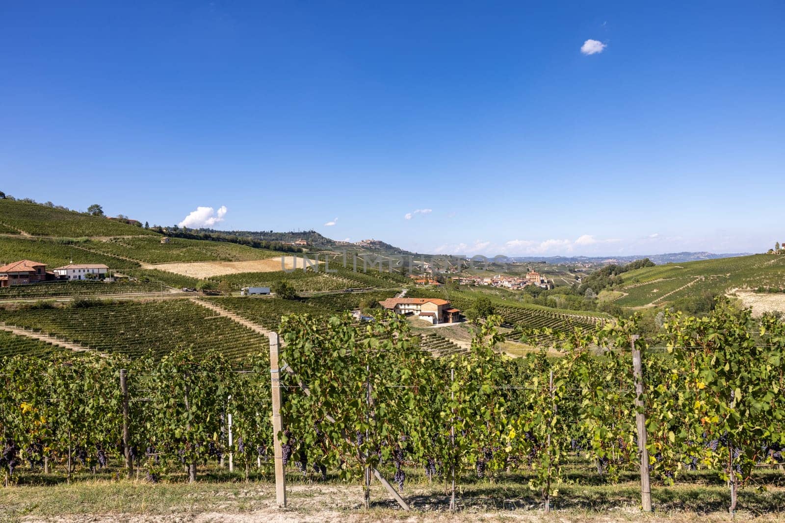 Langhe vineyards near Barolo Unesco Site, Piedmont, Italy