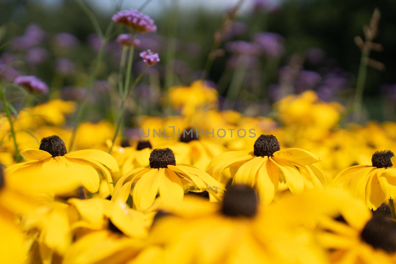 Shallow depth of field. Rudbeckia fulgida flowers, orange echinacea or perennial echinacea.