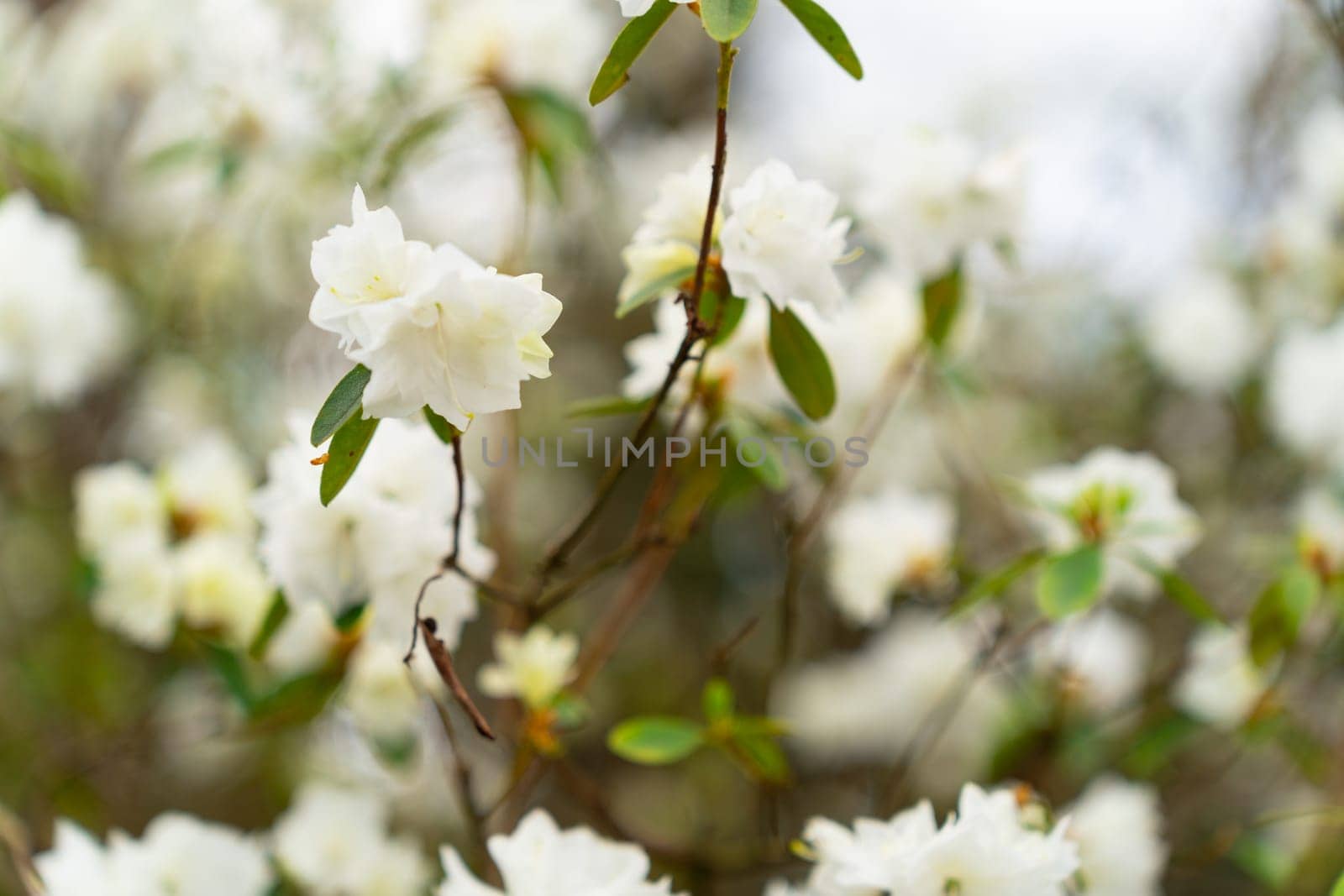 Close-up of white rhododendron flowers April Snow