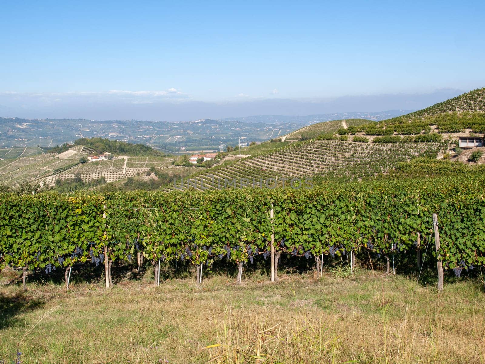 Langhe vineyards near Barolo Unesco Site, Piedmont, Italy