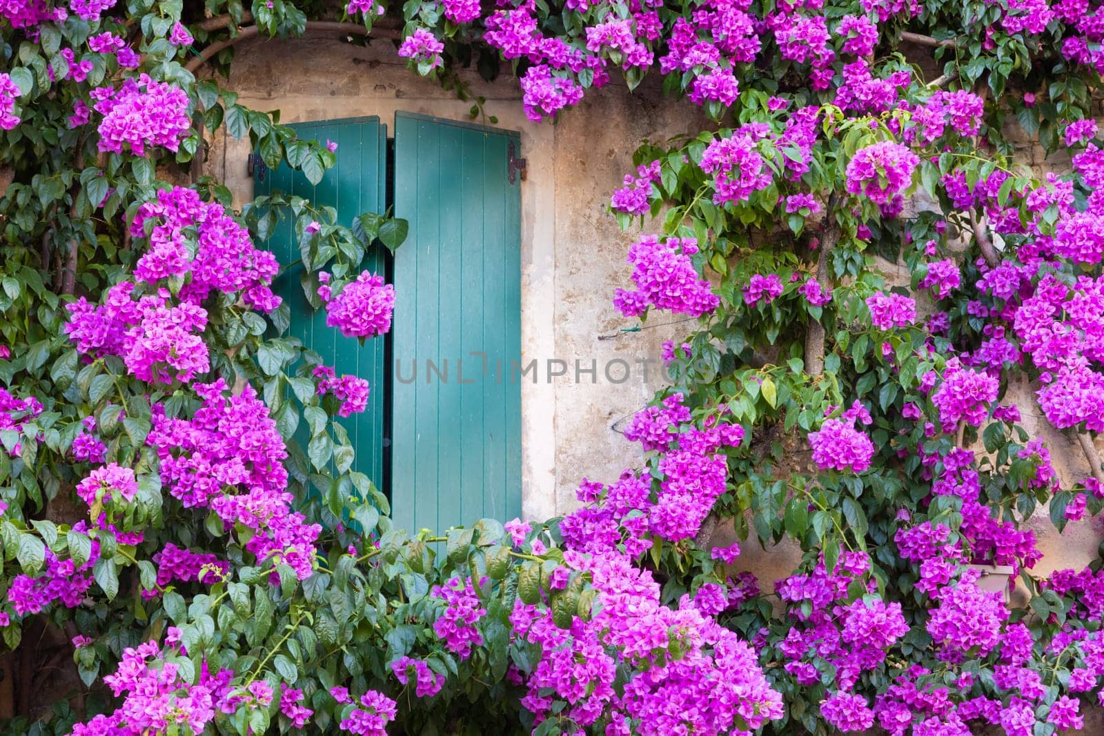 Blooming bouganville flower in summer season- exterior decoration of Italian home with traditional window