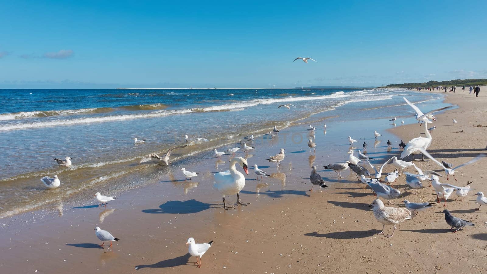 Swans and seagulls looking for food on the beach of the Baltic Sea near Swinoujscie in Poland