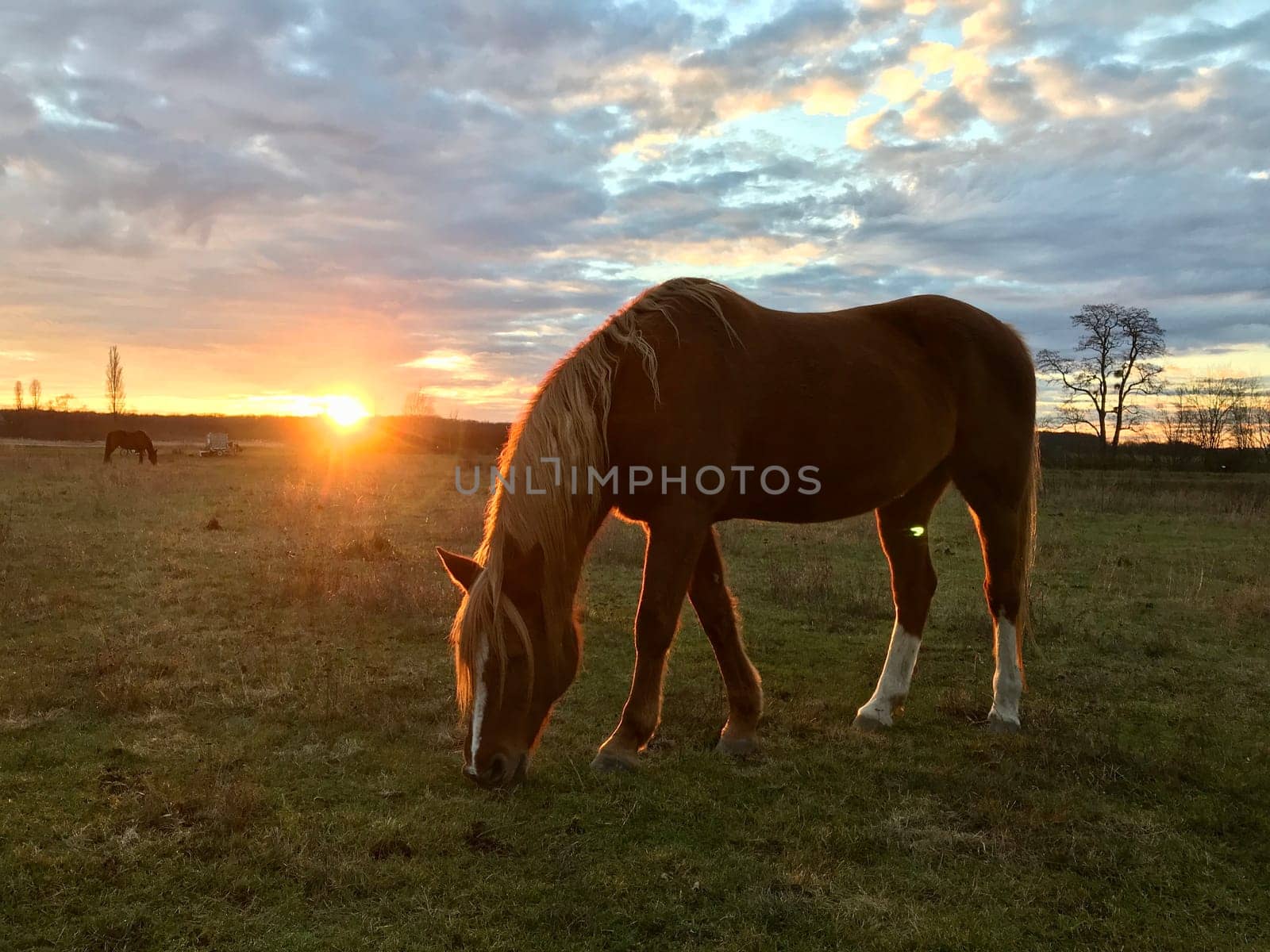 A horse peacefully eating in the sunset
