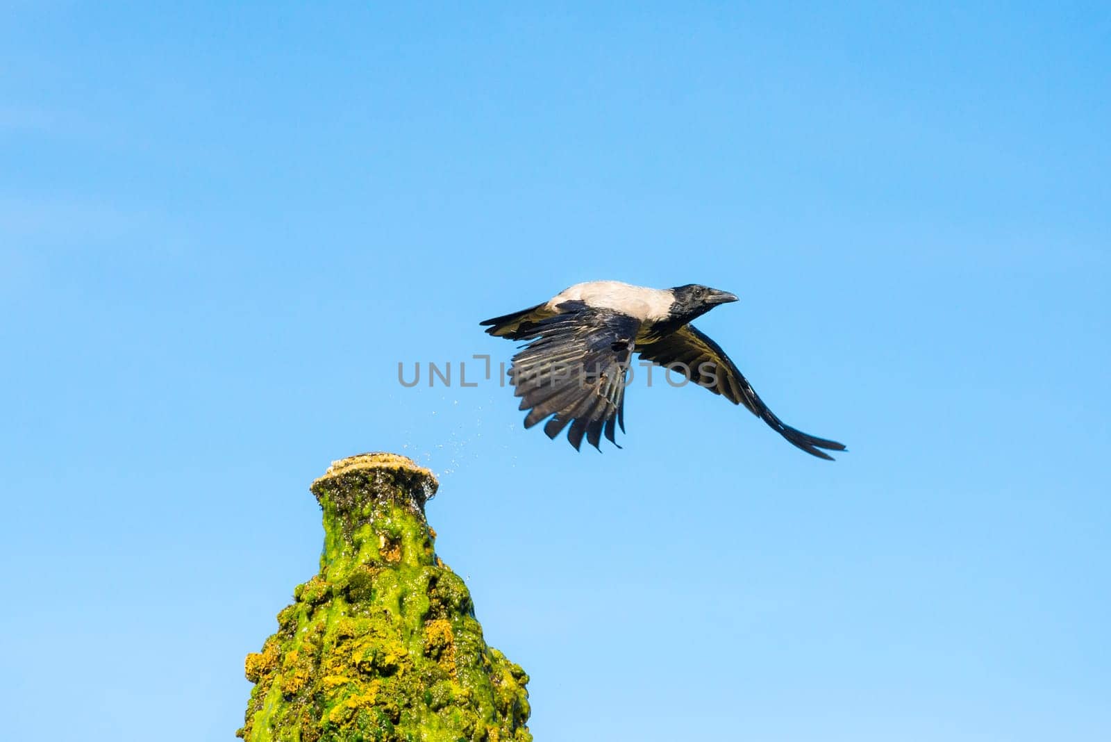 hooded crow with raised wings taking off from its post