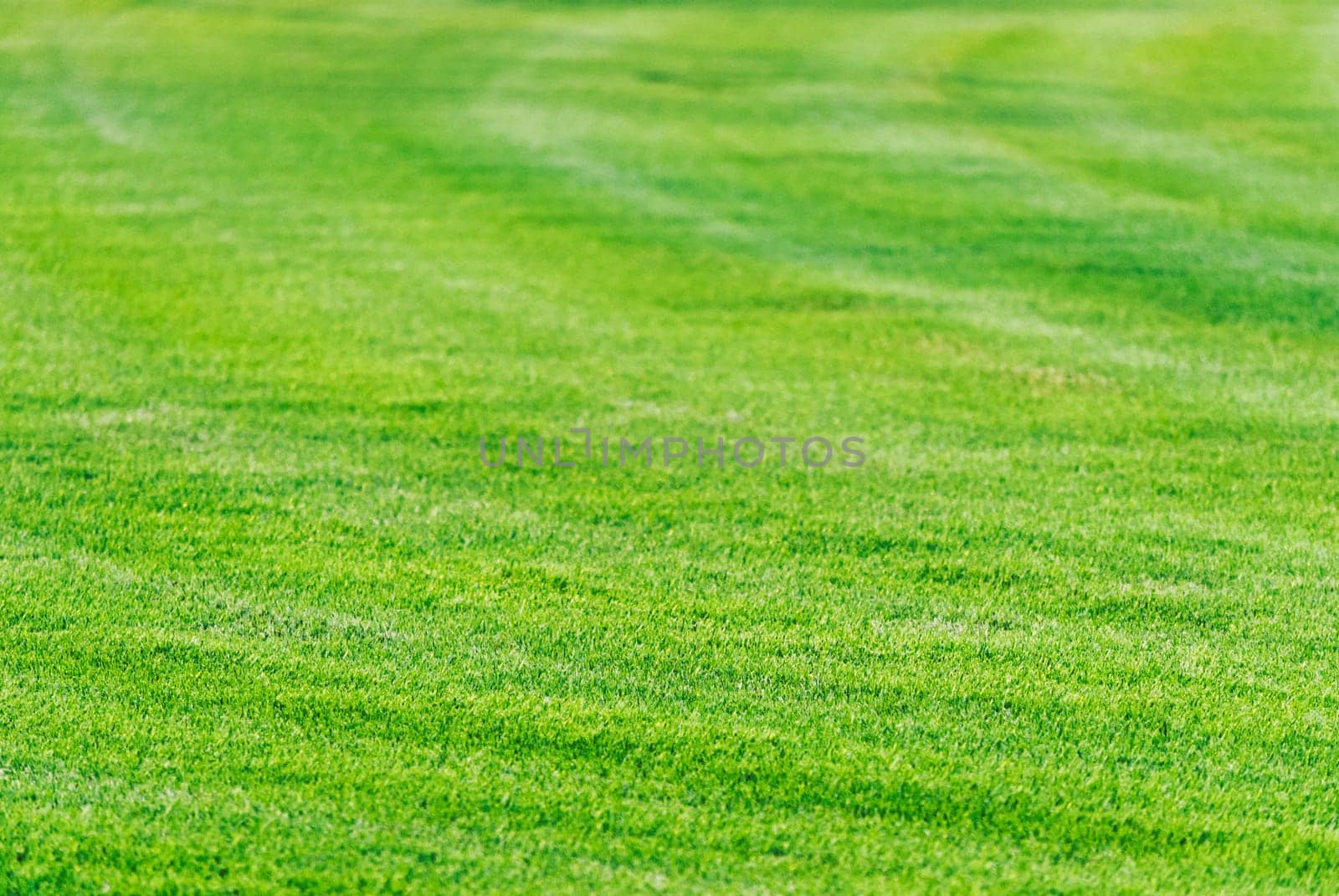 Perfect mowed green grass lawn background. Golf course playground in Dubai. Cut grass filed texture.