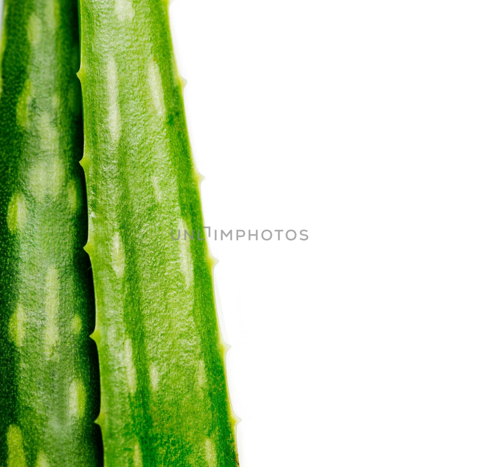 Closeup of aloe vera plant isolated over white background. Organic herbal ingredient for alternative medicine and skin and hair treatment beauty product.