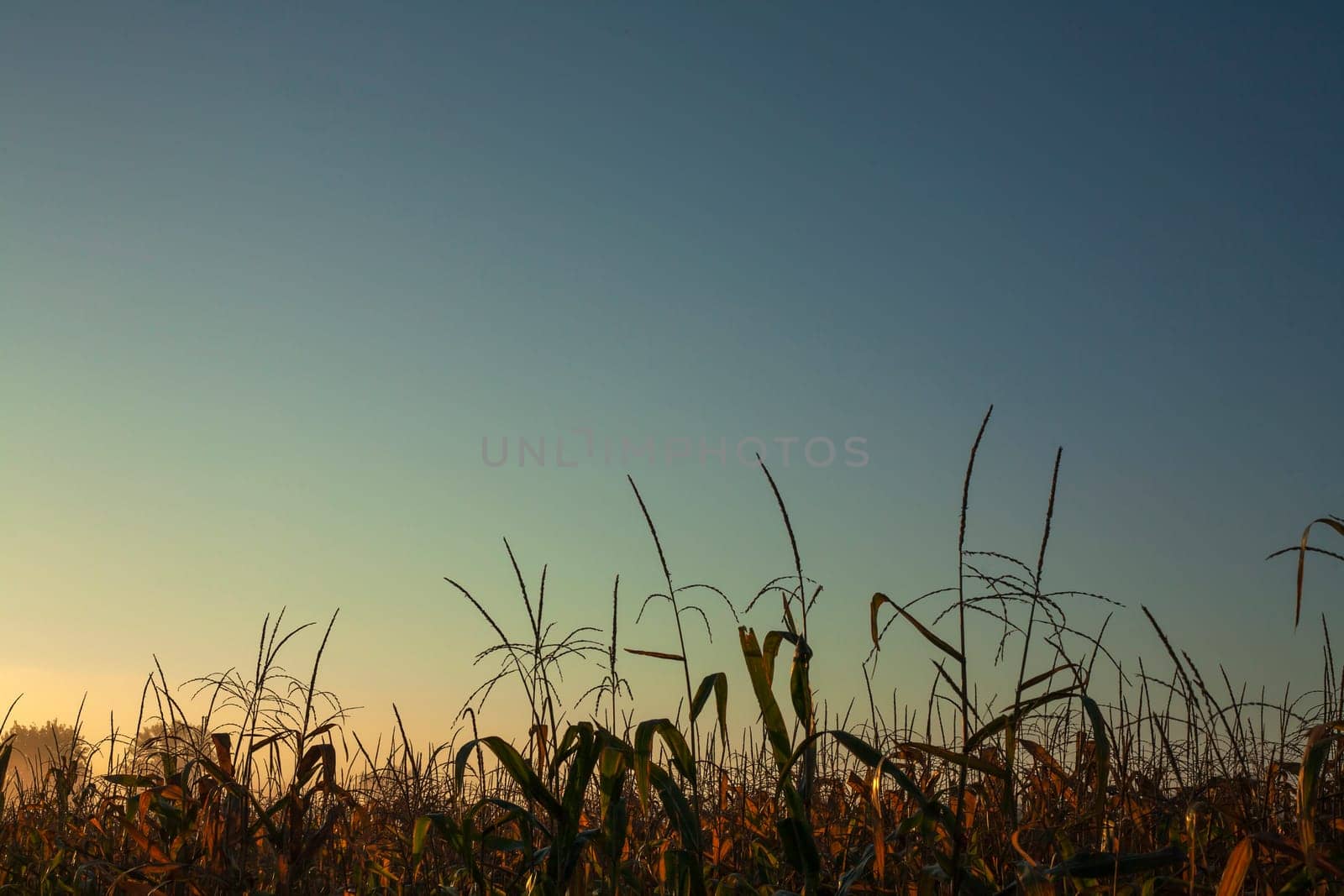 Dorn in green corn field.