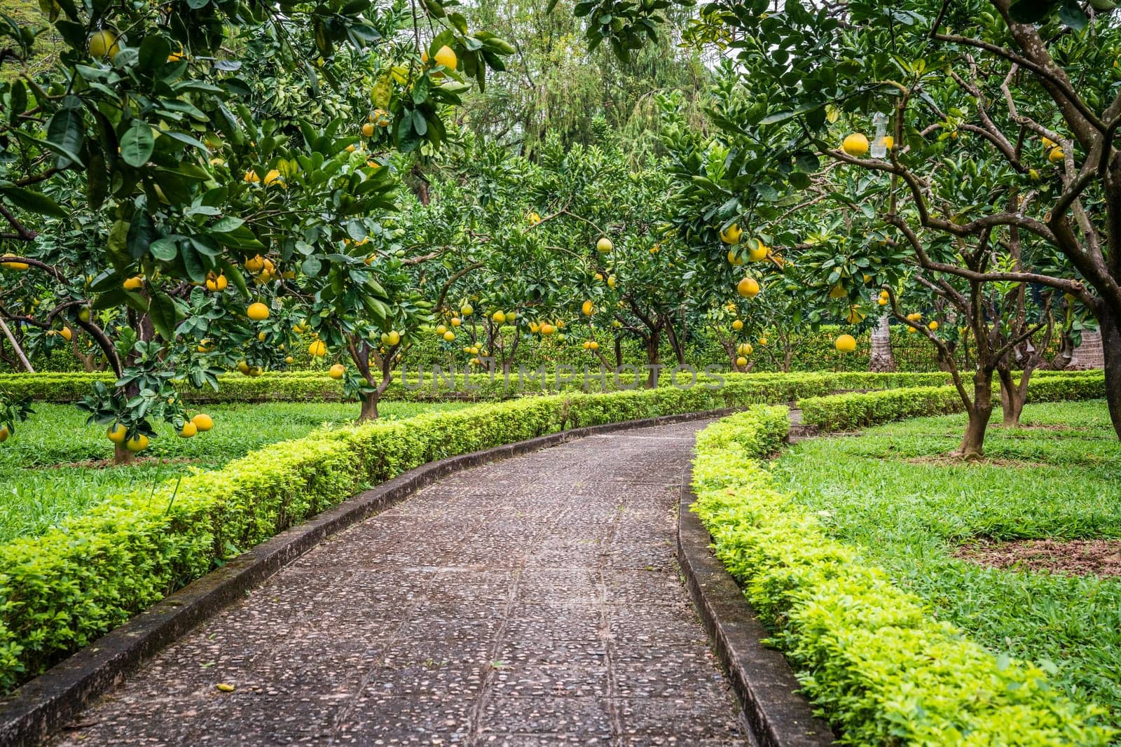 Beautiful garden with pomelo trees in the center of Hanoi, Vietnam