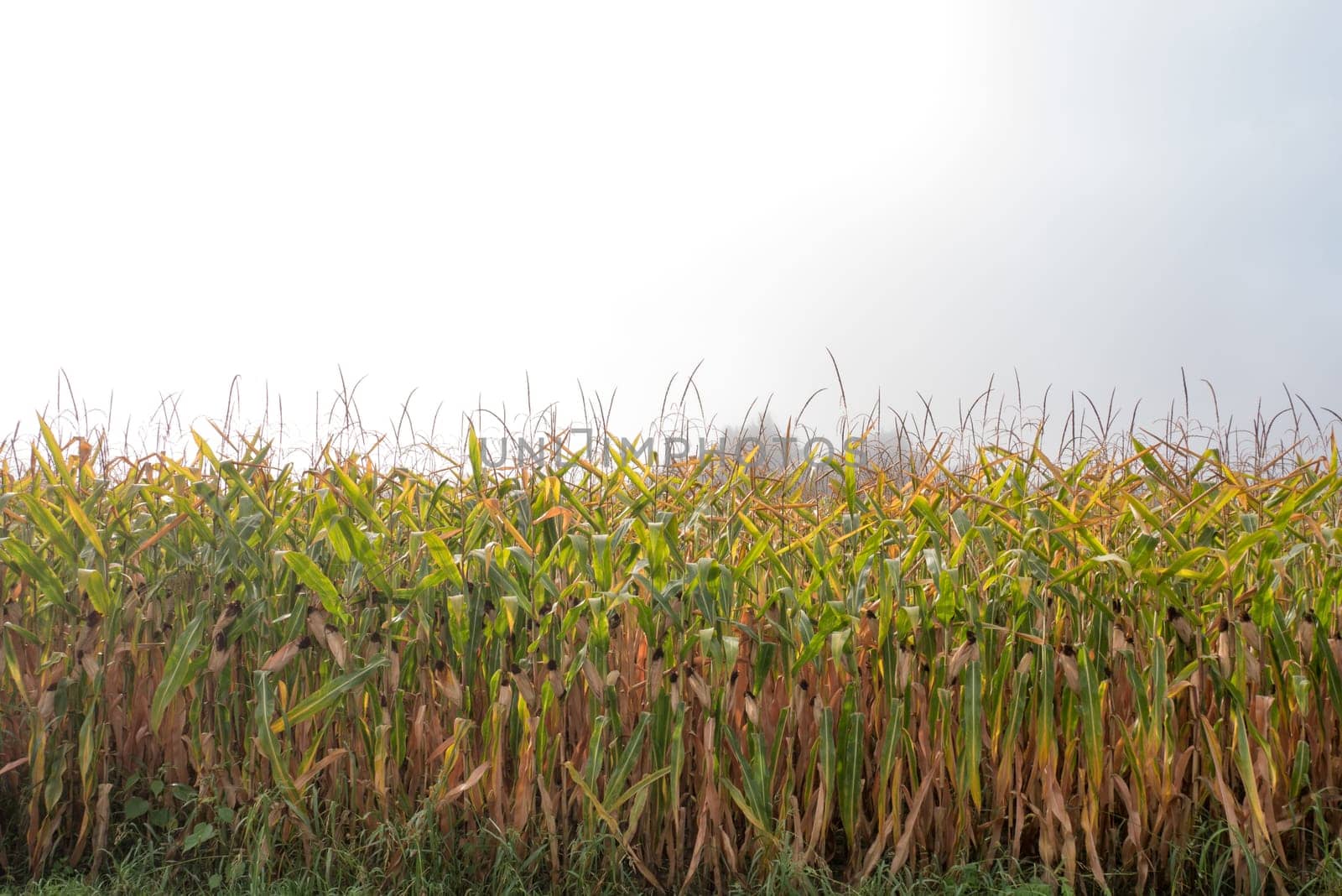 Top of the green corn field.