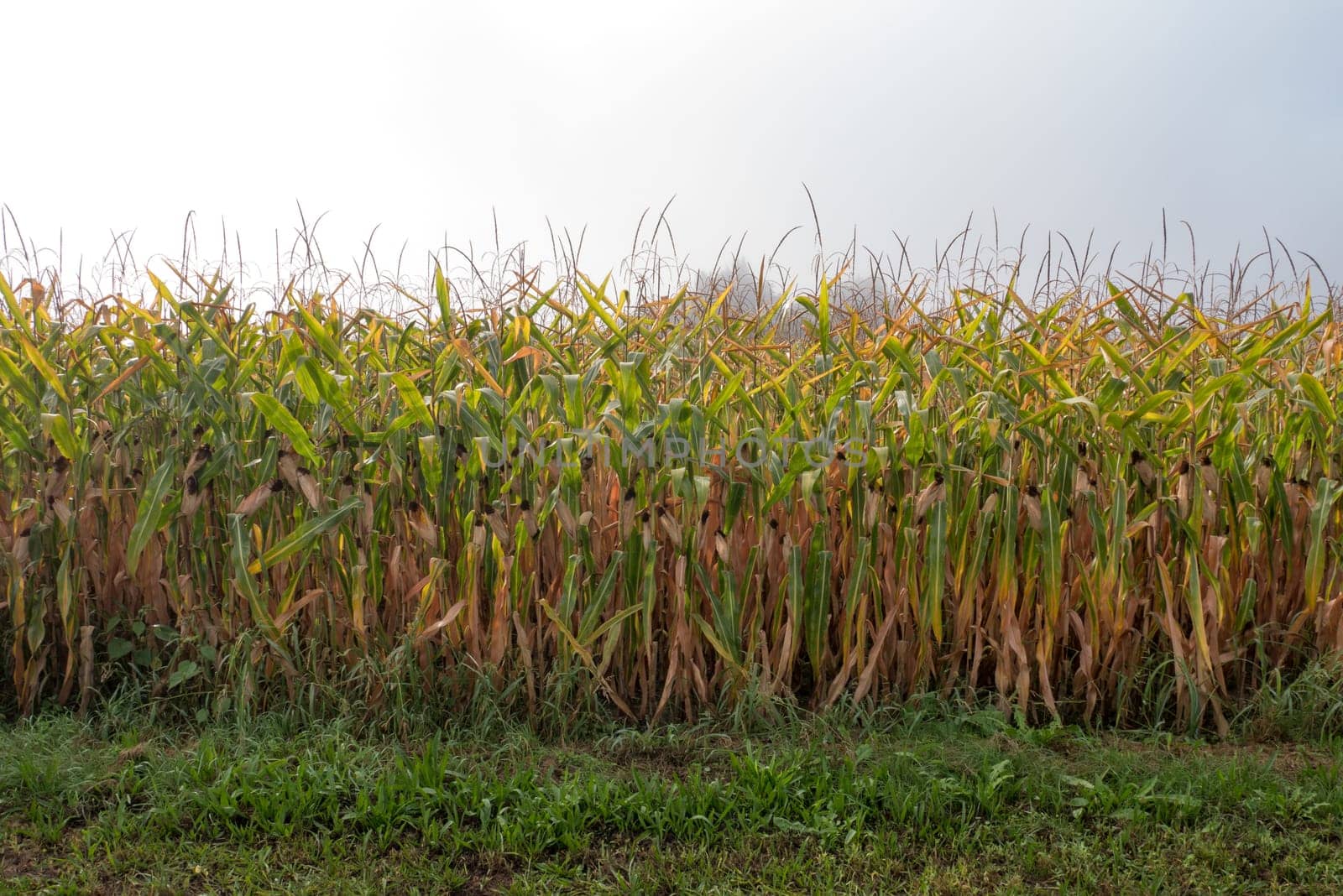 Top of the green corn field.