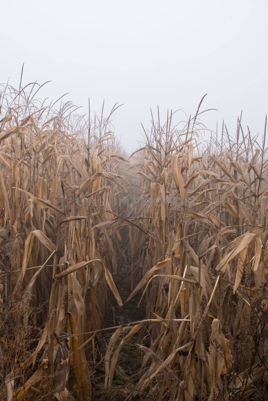 Yellow corn field.