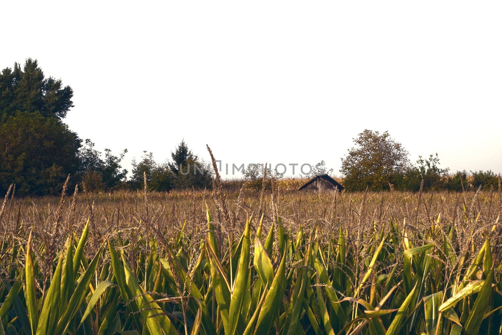 Top of the green corn field.