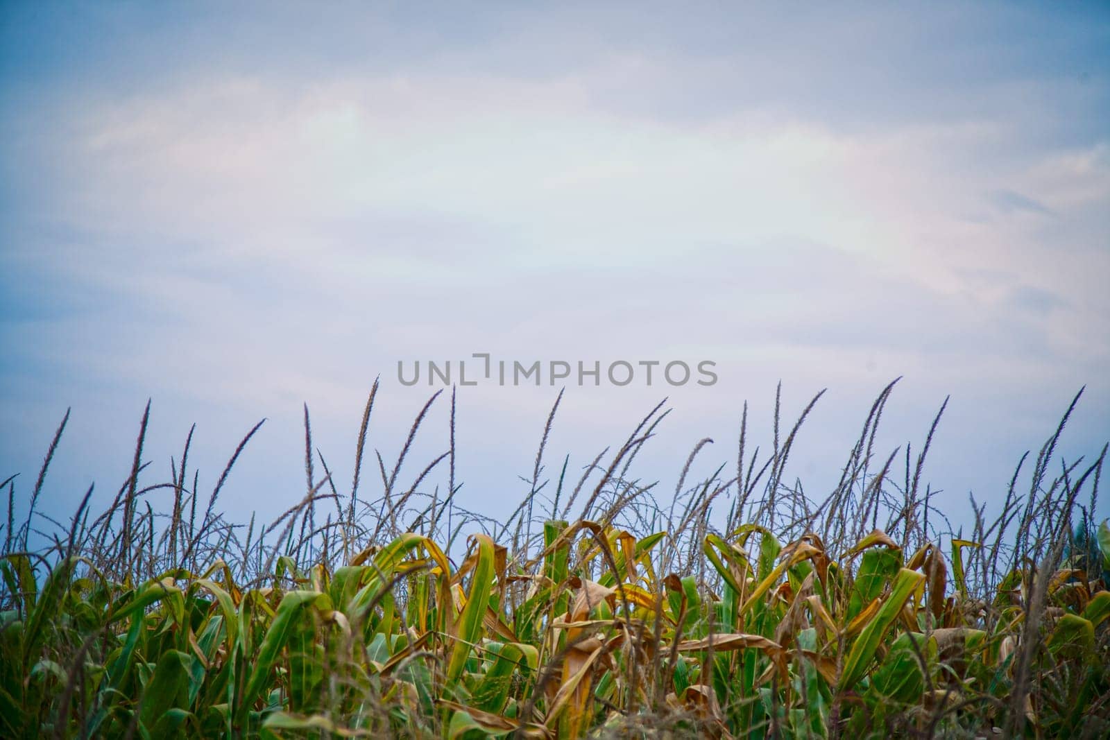 Top of the green corn field.