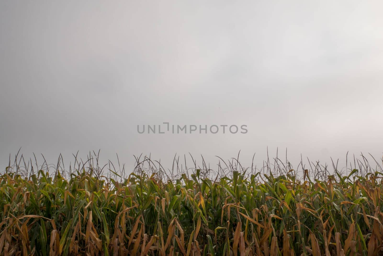 Top of the green corn field.