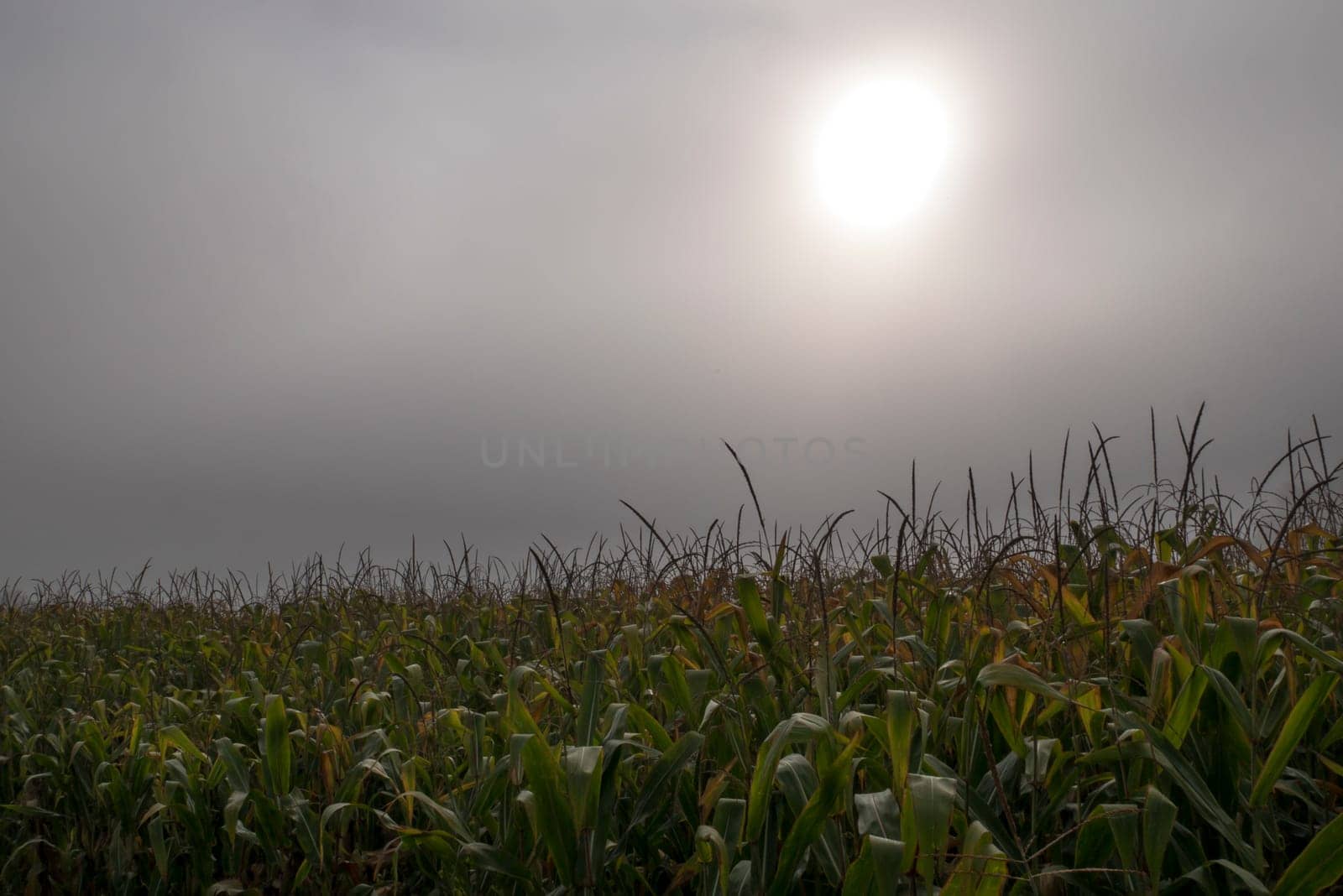 Top of the green corn field.