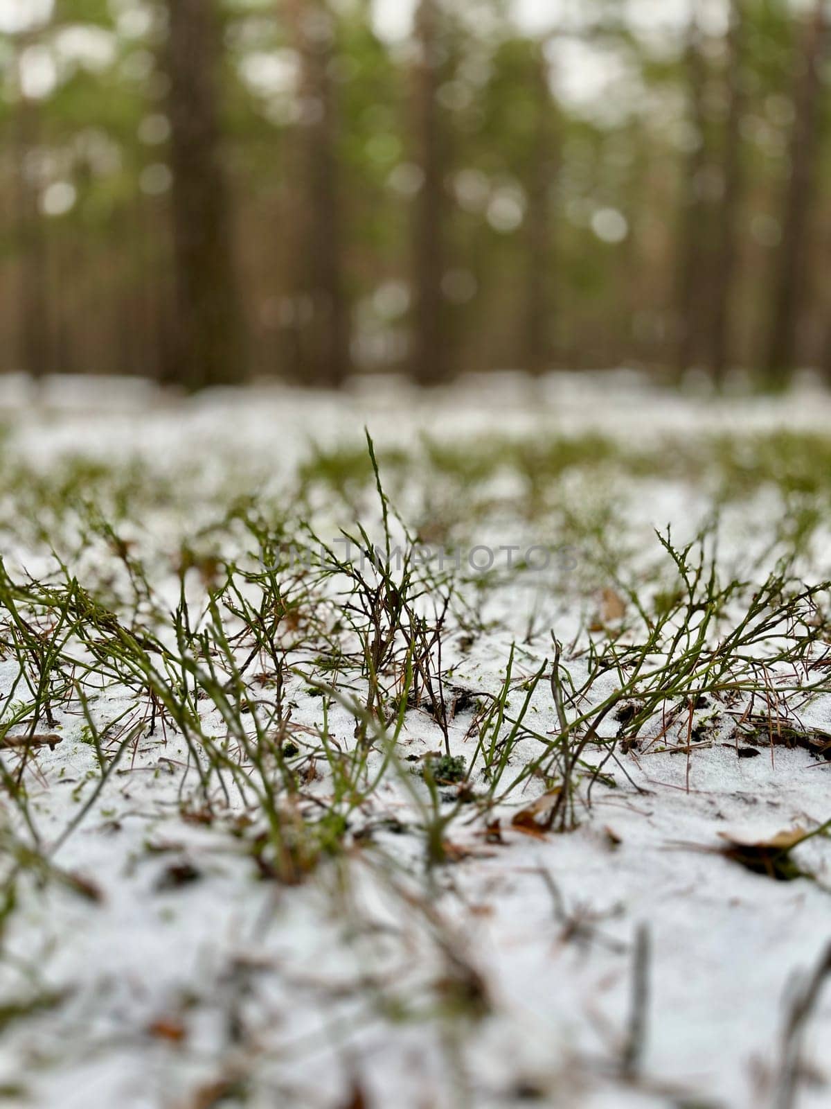 landscape a green shrub grows in a winter forest