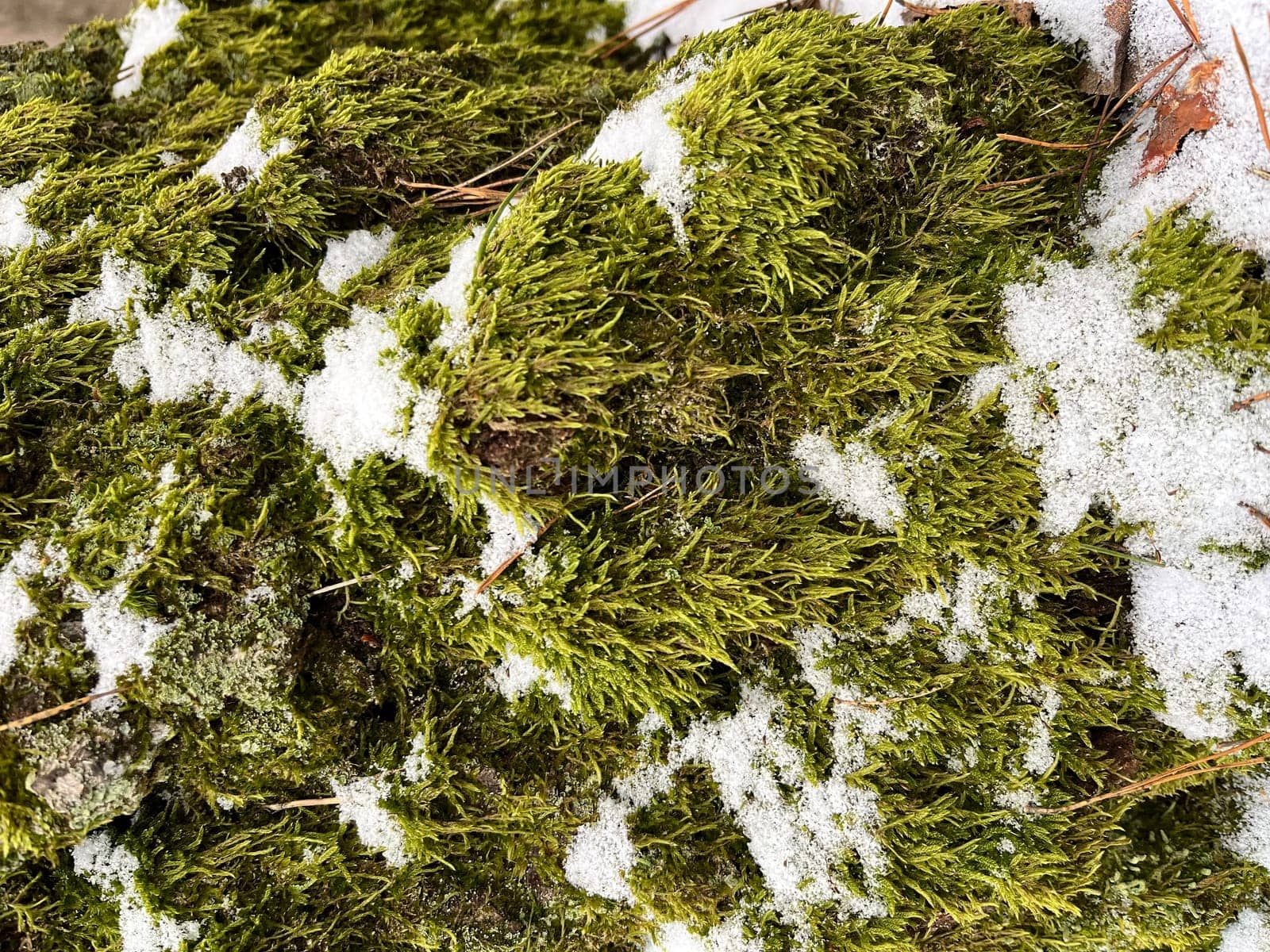 landscape in a winter forest, green moss on a tree trunk