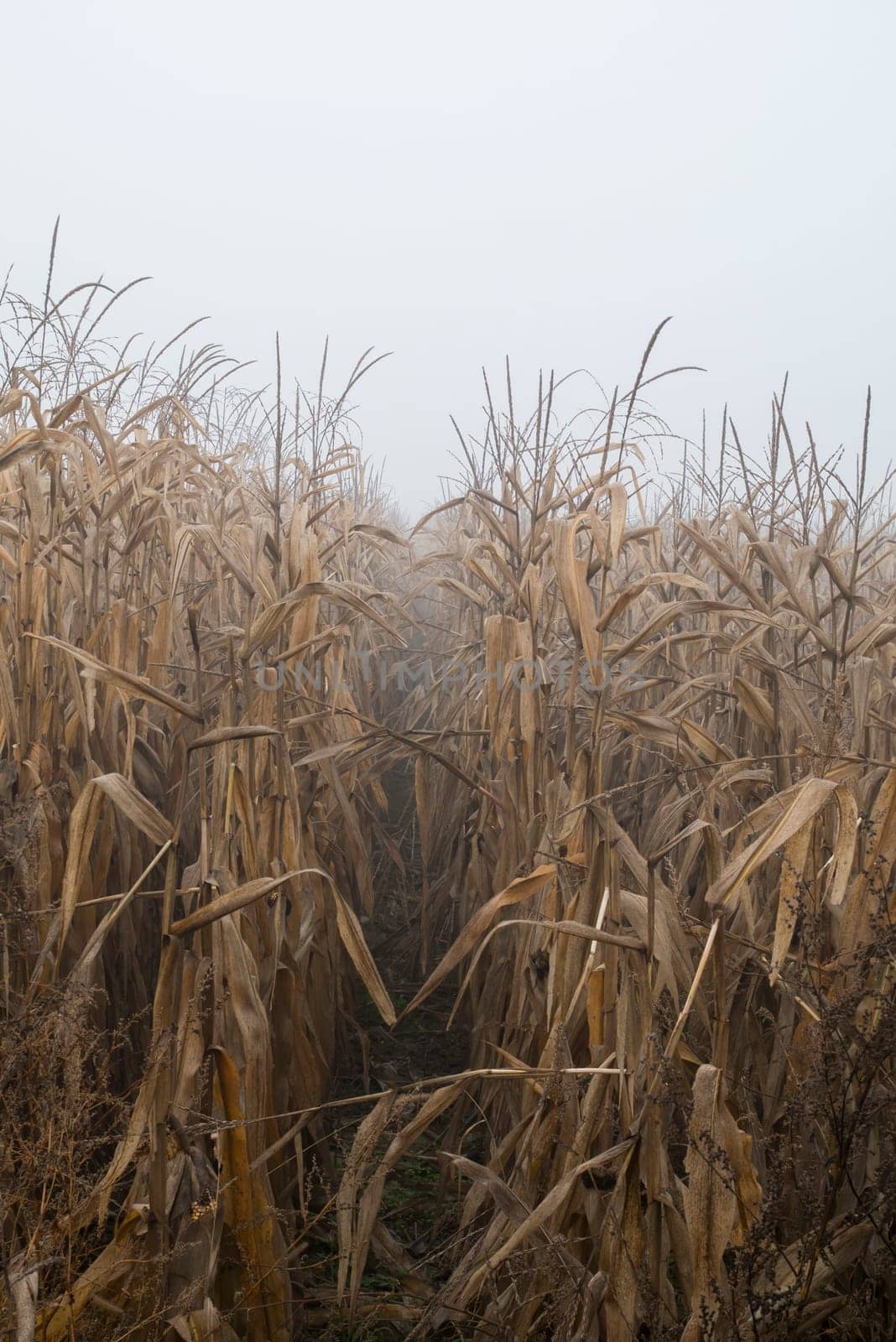 Yellow corn field.