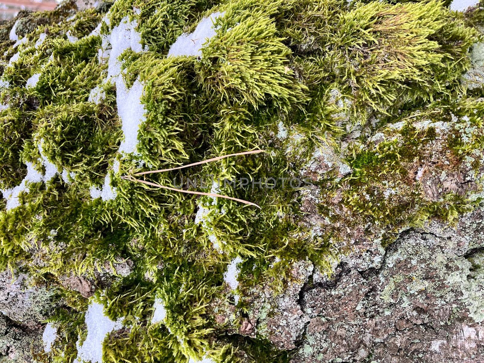 iin winter there is a pine log house in the forest covered with green moss and snow