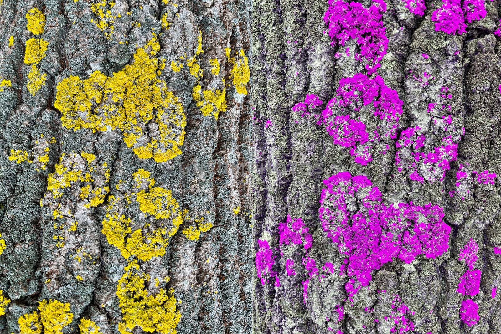 on the bark of the tree, moss grows in the form of a heart