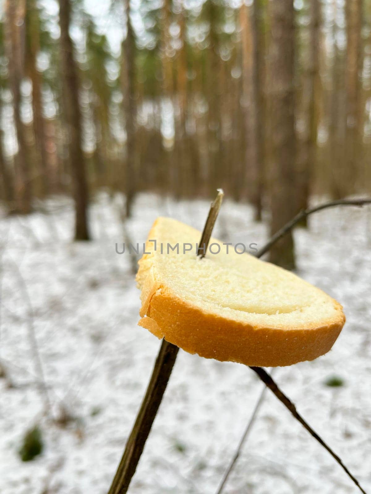 a piece of white bread on a tree branch for birds