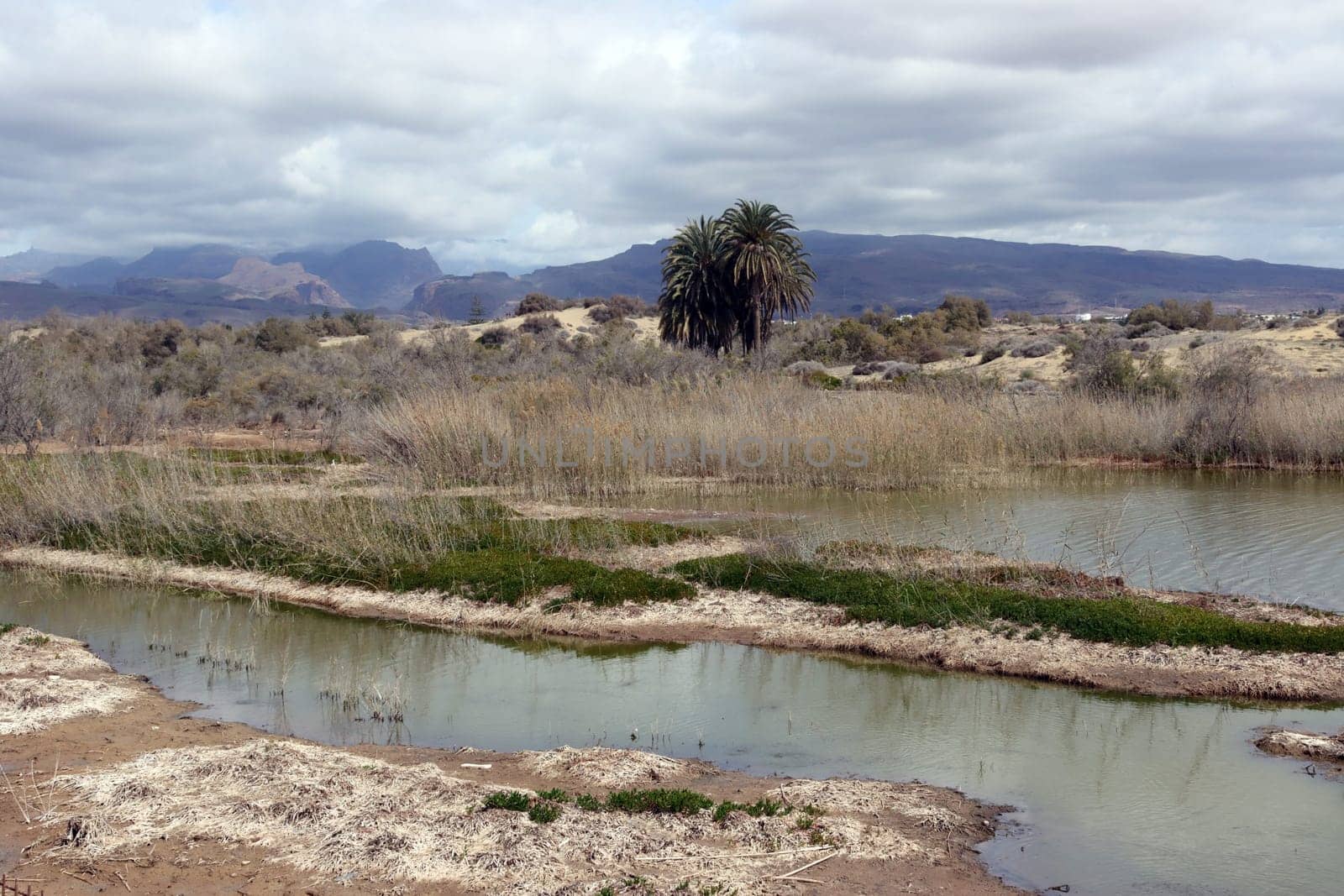 Vogelschutzgebiet Charco de Maspalomas, Gran Canaria, Spanien, Maspalomas