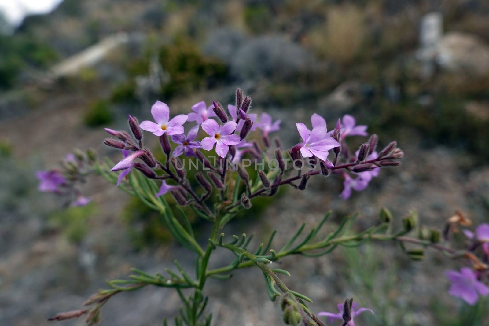 Kanaren-Krummblüte, Kanarenkummblüte (Campylanthus salsoloides) im Barranco de los Guinchos, Gran Canaria, Spanien San Agustin