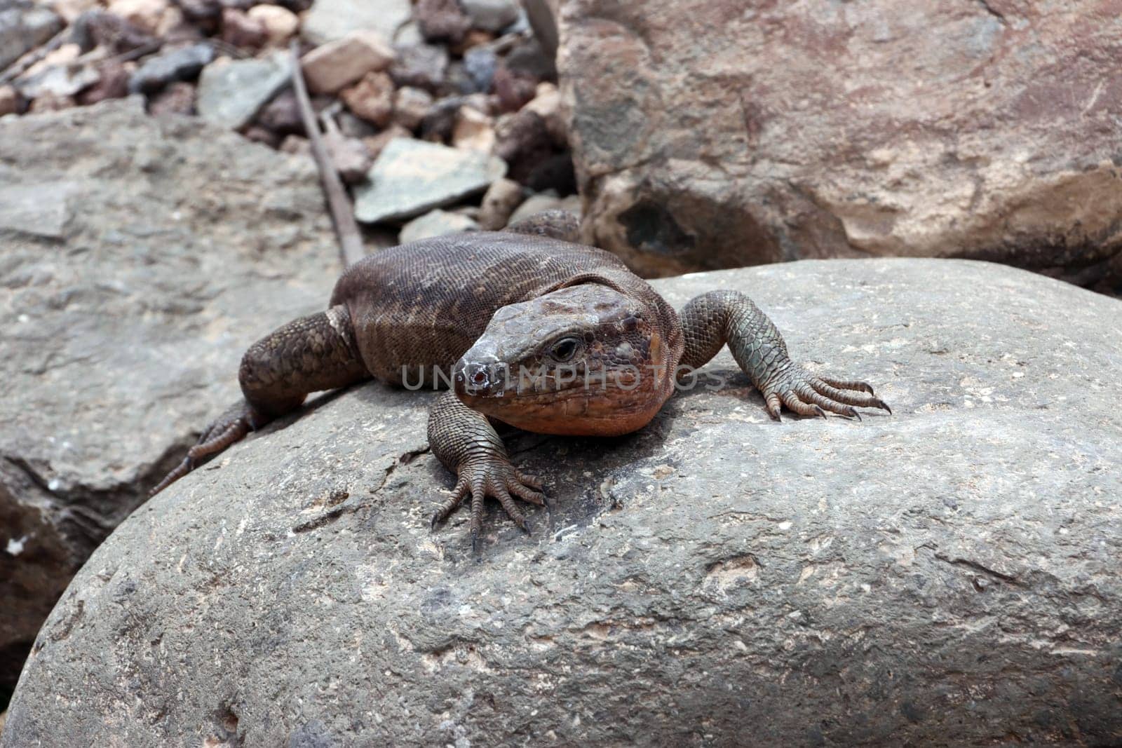 Gran-Canaria-Rieseneidechse (Gallotia stehlini), Gran Canaria, Spanien, Maspalomas