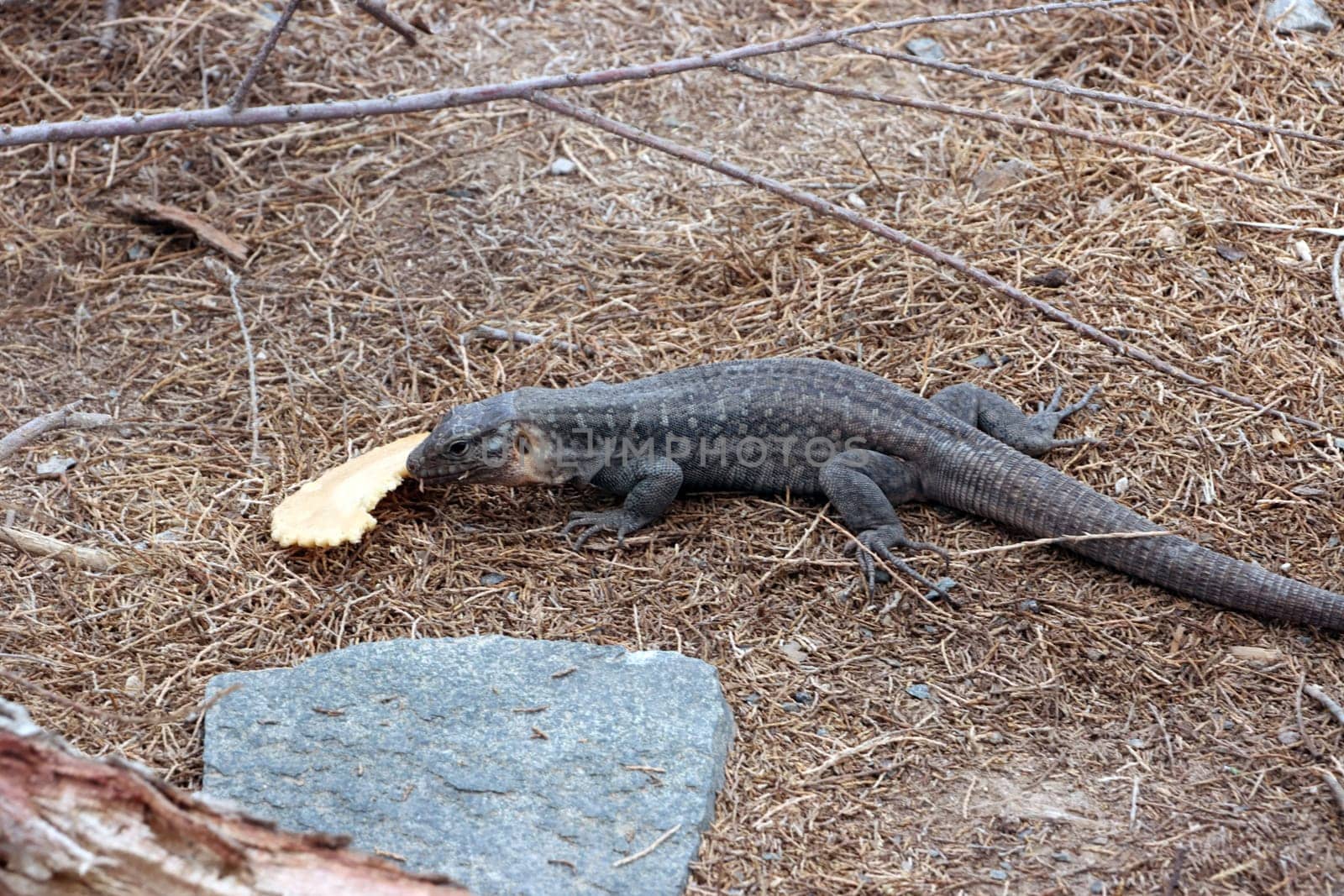 Gran-Canaria-Rieseneidechse (Gallotia stehlini), Gran Canaria, Spanien, Maspalomas