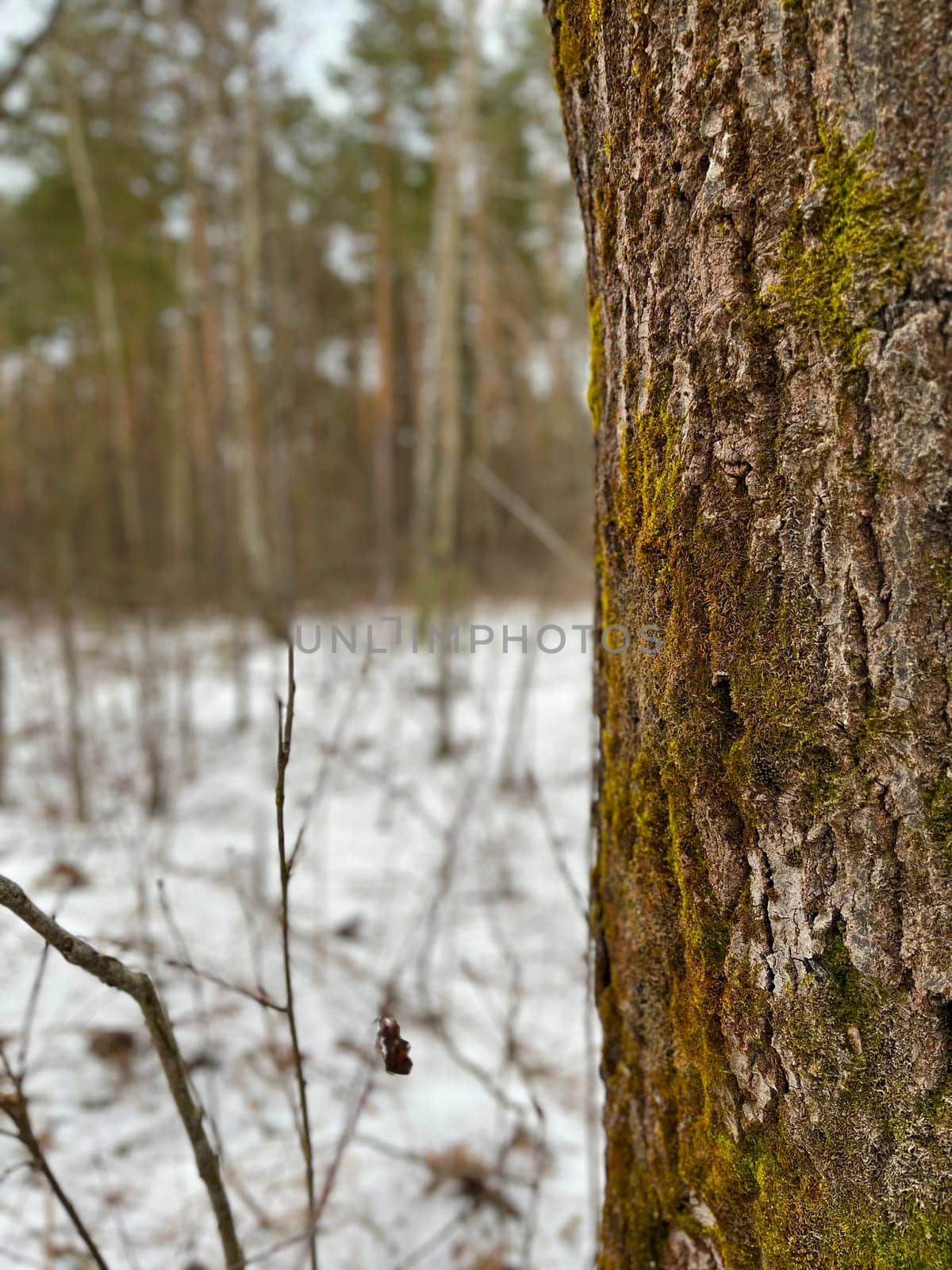 landscape in a winter forest - pine tree with green moss