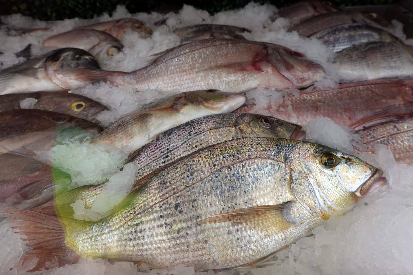 frische Speisefische in der Auslage eines Fischrestaurants, Gran Canaria, Spanien, Maspalomas