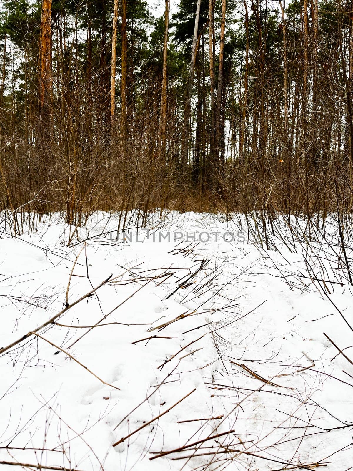 winter landscape in a pine forest path through the bushes