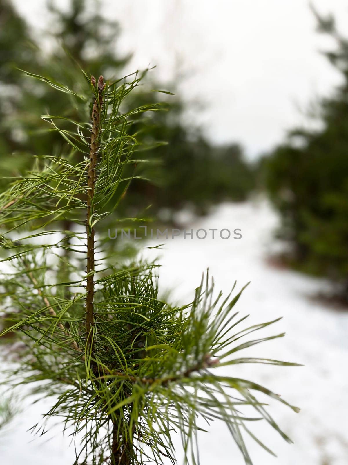 pine tree branch in the snow - winter landscape