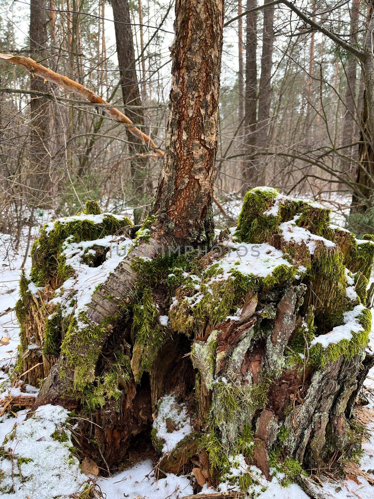 in winter, there is a pine tree with roots in the forest, covered with green moss and snow
