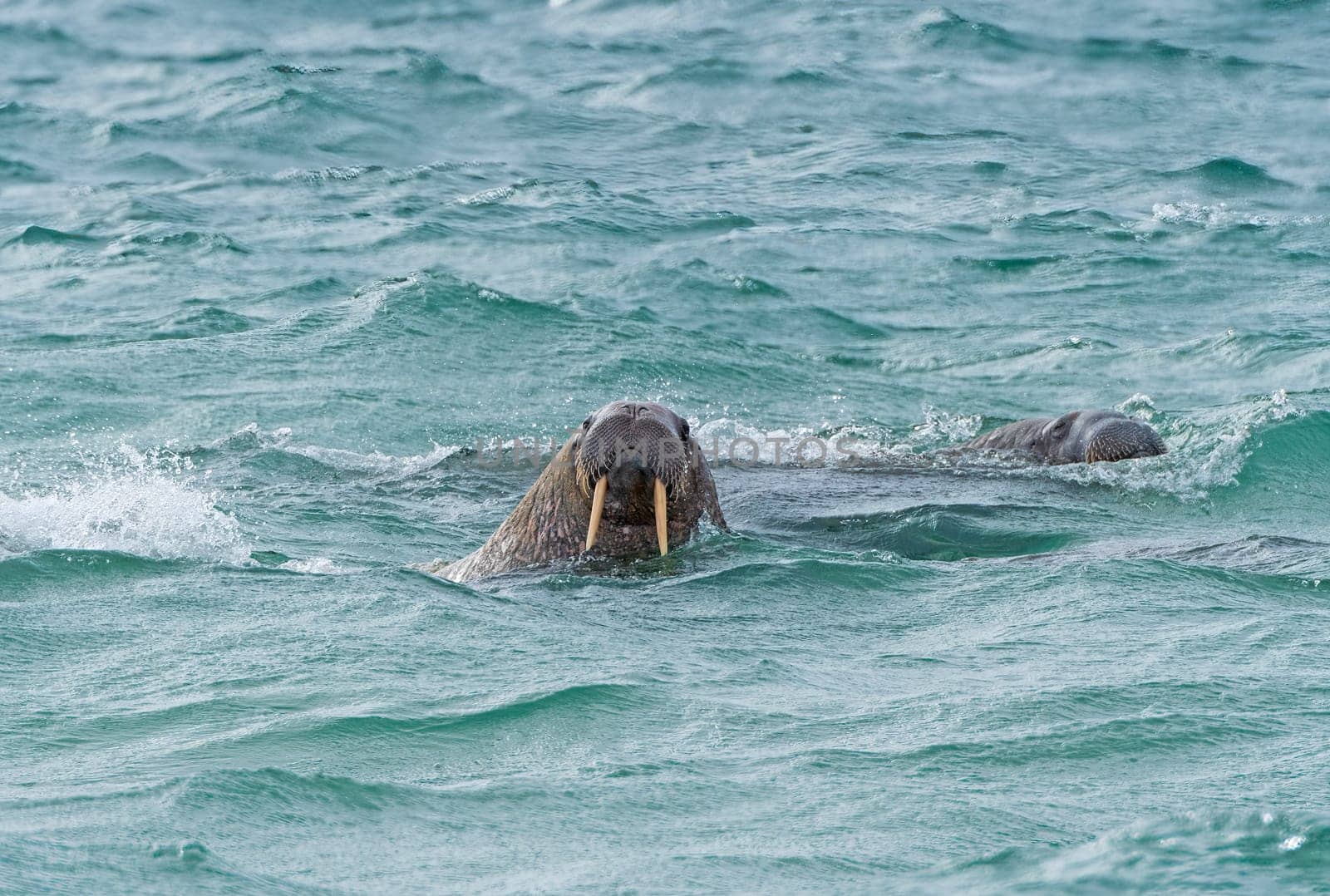 A Pair of Walrus Patrolling the Arctic Coast in the Svalbard Islands