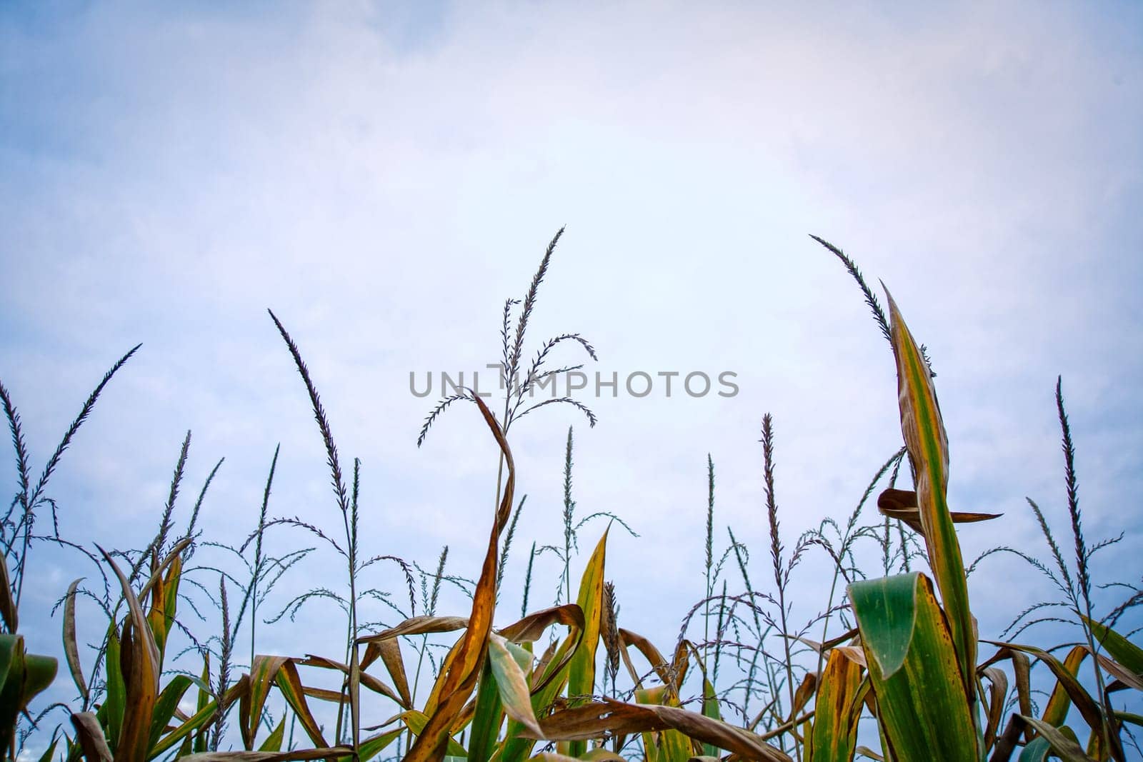 Top of the green corn field.